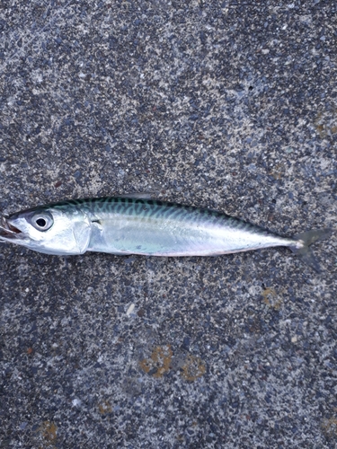 サバの釣果