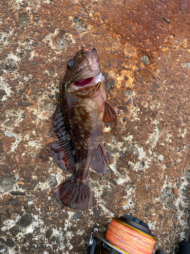 カサゴの釣果