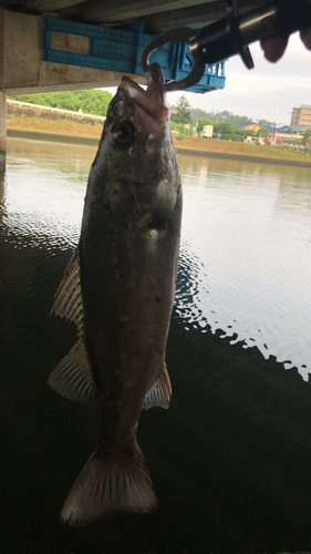 スズキの釣果