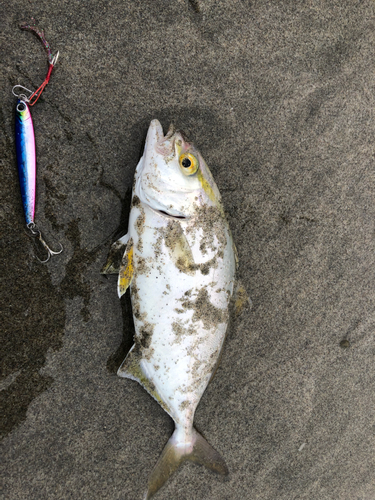 ショゴの釣果