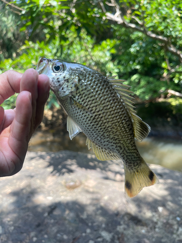 オオクチユゴイの釣果