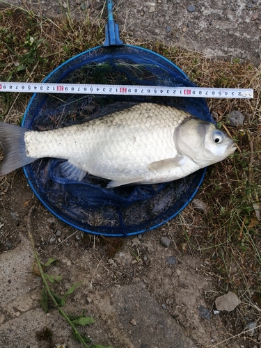 ヘラブナの釣果