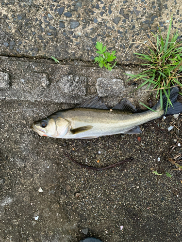 スズキの釣果