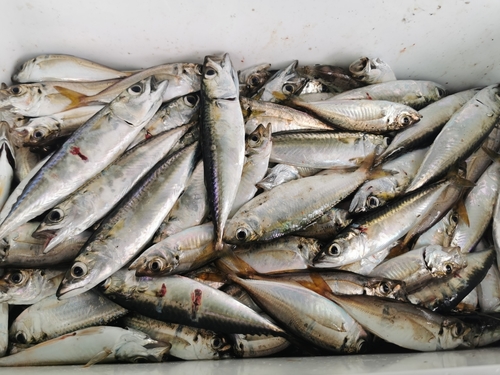 ママカリの釣果