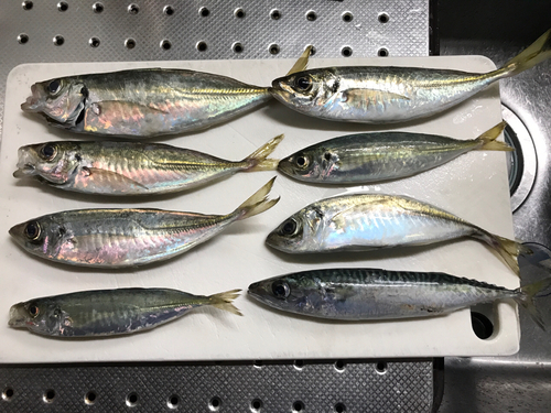 アジの釣果