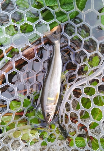 アユの釣果