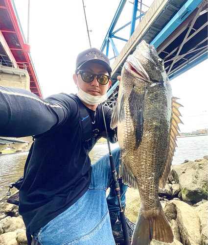 チヌの釣果