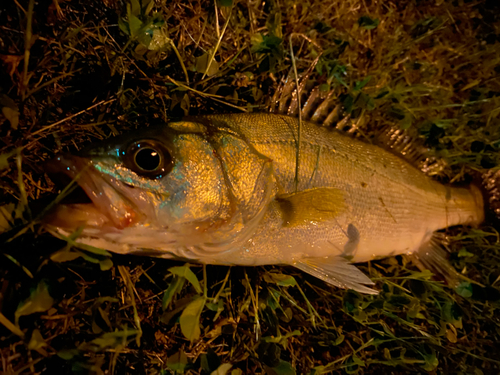 セイゴ（マルスズキ）の釣果