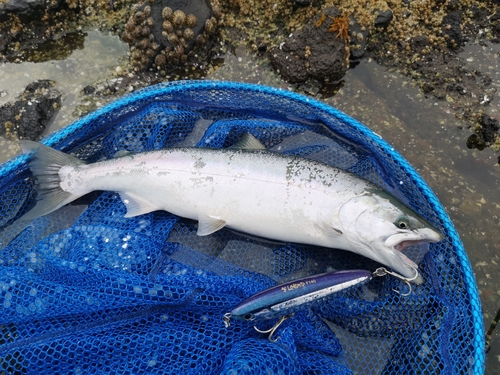 サクラマスの釣果