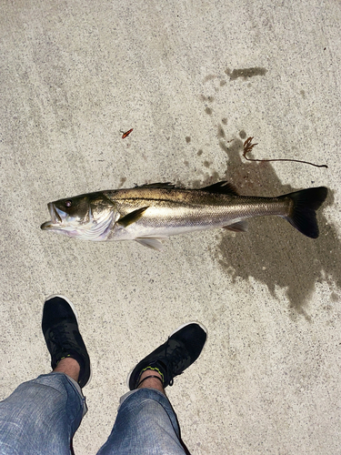 スズキの釣果