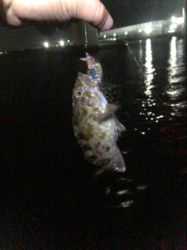 タケノコメバルの釣果