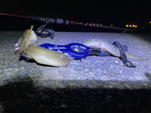 アナゴの釣果