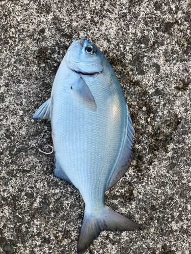 イスズミの釣果