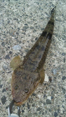 マゴチの釣果