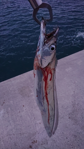 タチウオの釣果