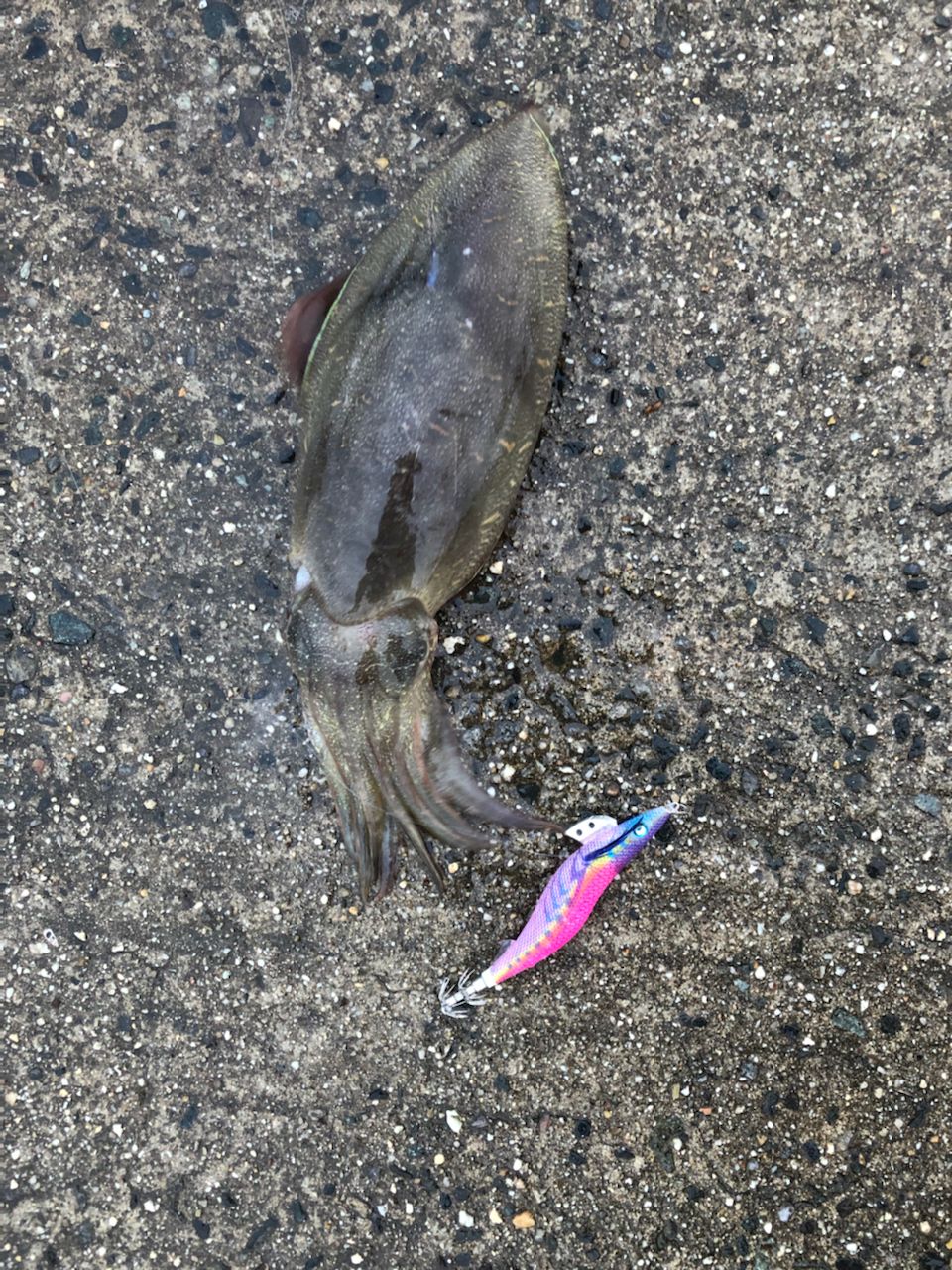 コウイカ