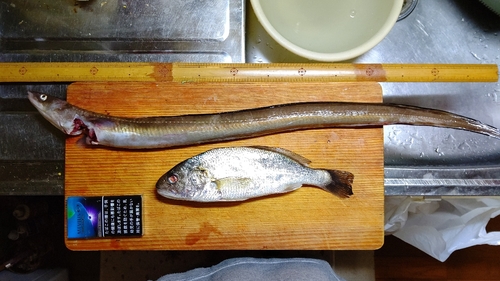 アナゴの釣果