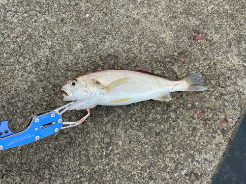 イシモチの釣果