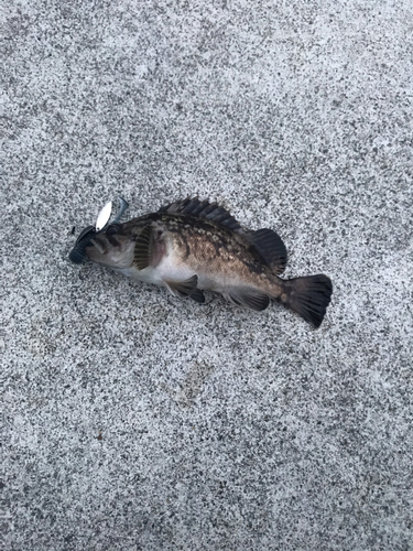 クロソイの釣果