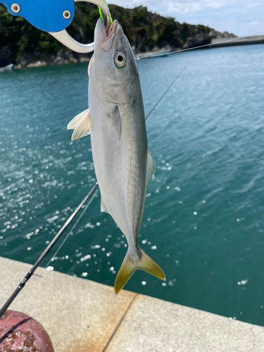 ワカシの釣果