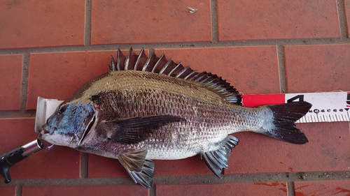 クロダイの釣果