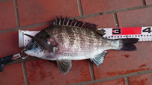 クロダイの釣果