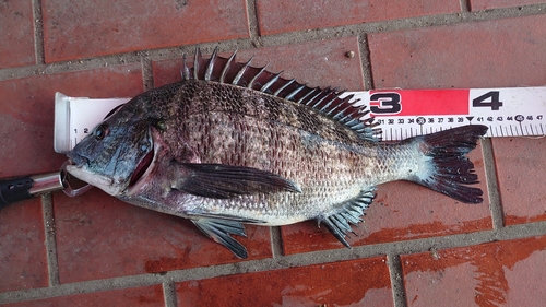 クロダイの釣果