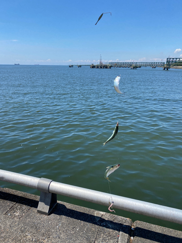 マサバの釣果