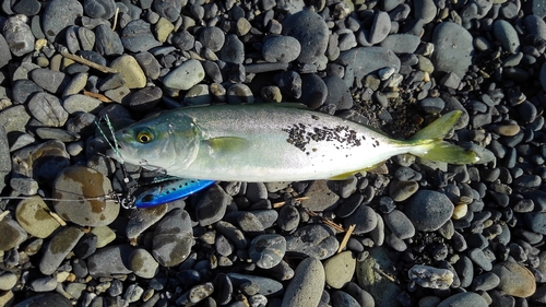 ワカシの釣果