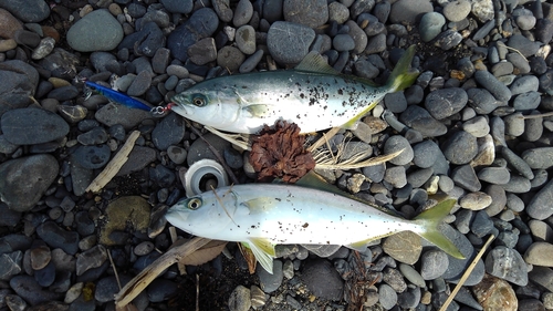 ワカシの釣果