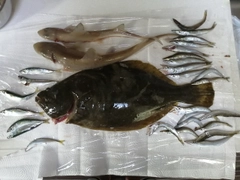 カマスの釣果