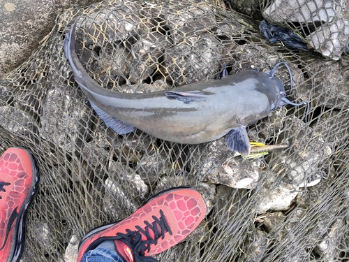 アメリカナマズの釣果