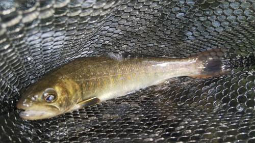 ニッコウイワナの釣果