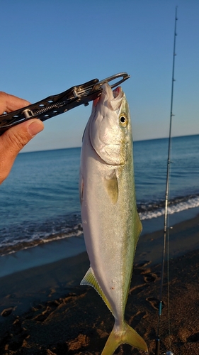 イナダの釣果