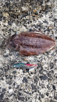 コウイカの釣果