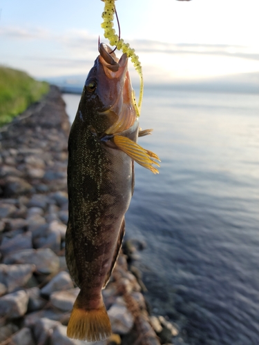 アイナメの釣果