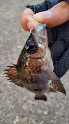 メバルの釣果