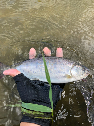 ヤマメの釣果