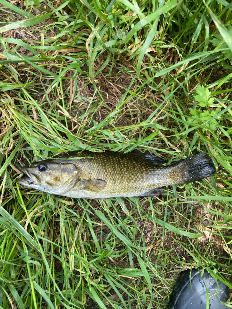 スモールマウスバス