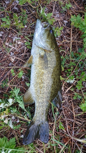 スモールマウスバスの釣果