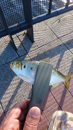 コノシロの釣果