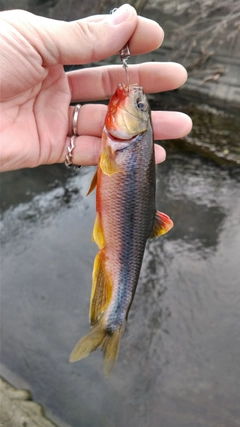 カワムツの釣果