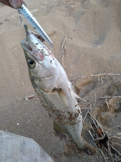 セイゴ（マルスズキ）の釣果