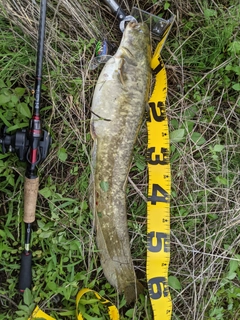 ナマズの釣果