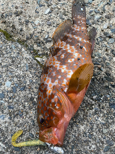 キジハタの釣果