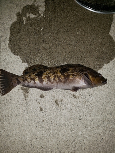 アイナメの釣果