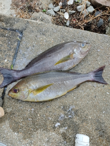 イサキの釣果