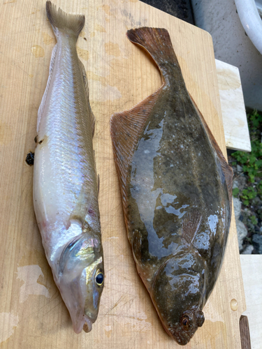 シロギスの釣果