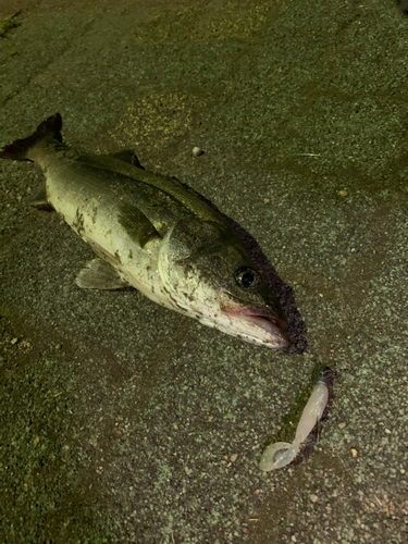 シーバスの釣果