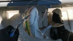 カンパチの釣果